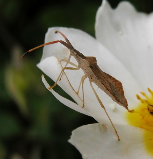 In caccia fra i fiori Syromastus rhombeus